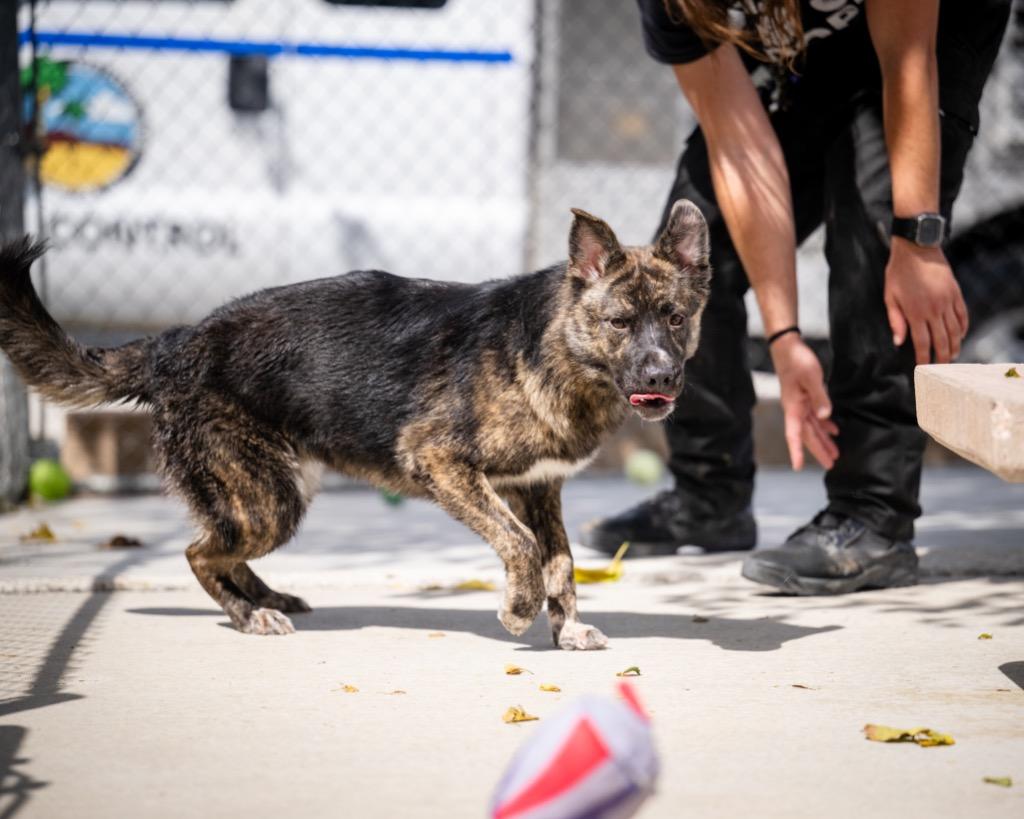 Enlarge Sapphire, a Adoptable mixed breed in Twentynine Palms, CA image 6/6