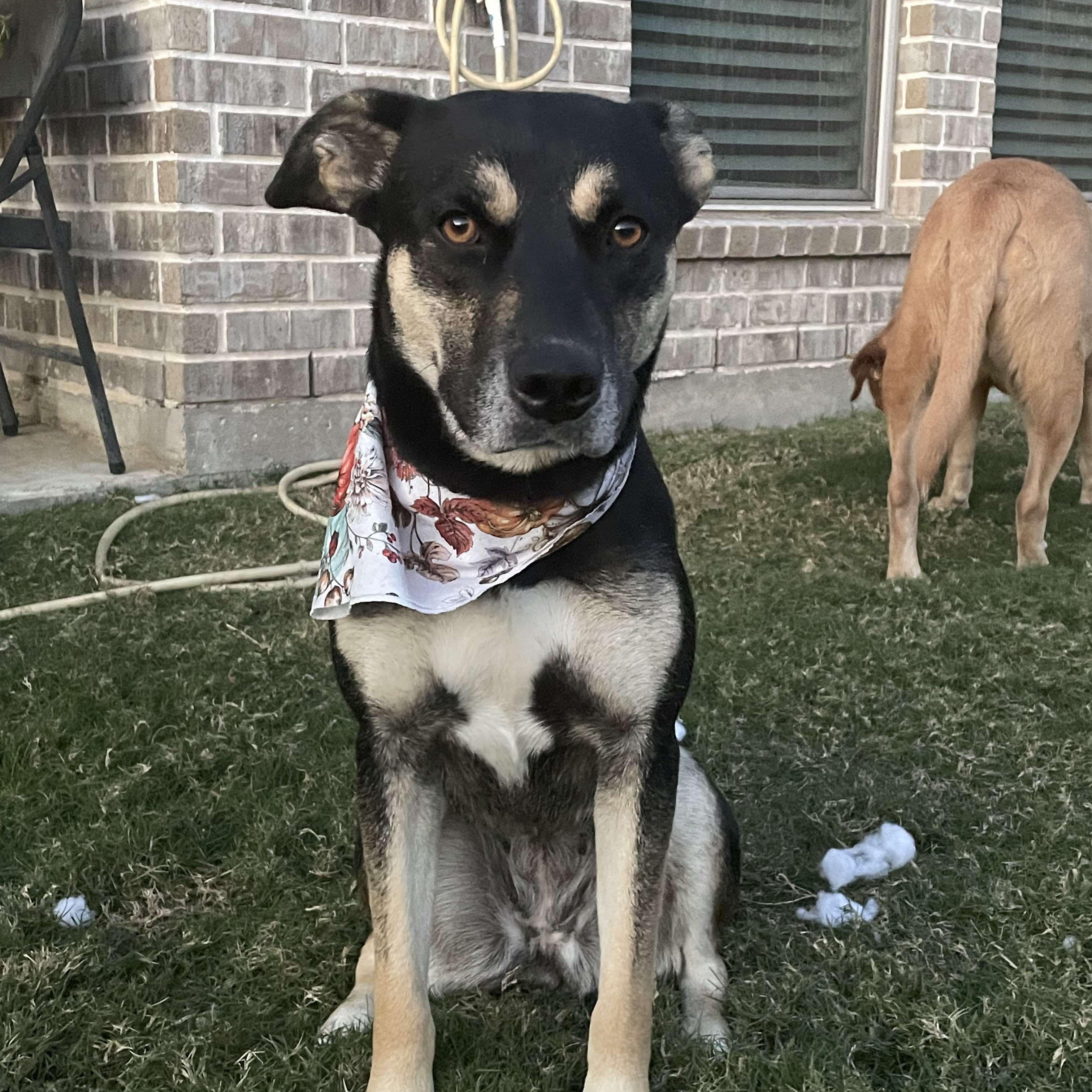 Dog for adoption - Candy, a Rottweiler Mix in Hartford , CT | Petfinder