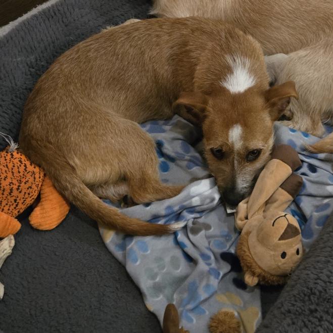 Enlarge Juno, a Adoptable mixed breed in Wake Forest, NC image 1/3