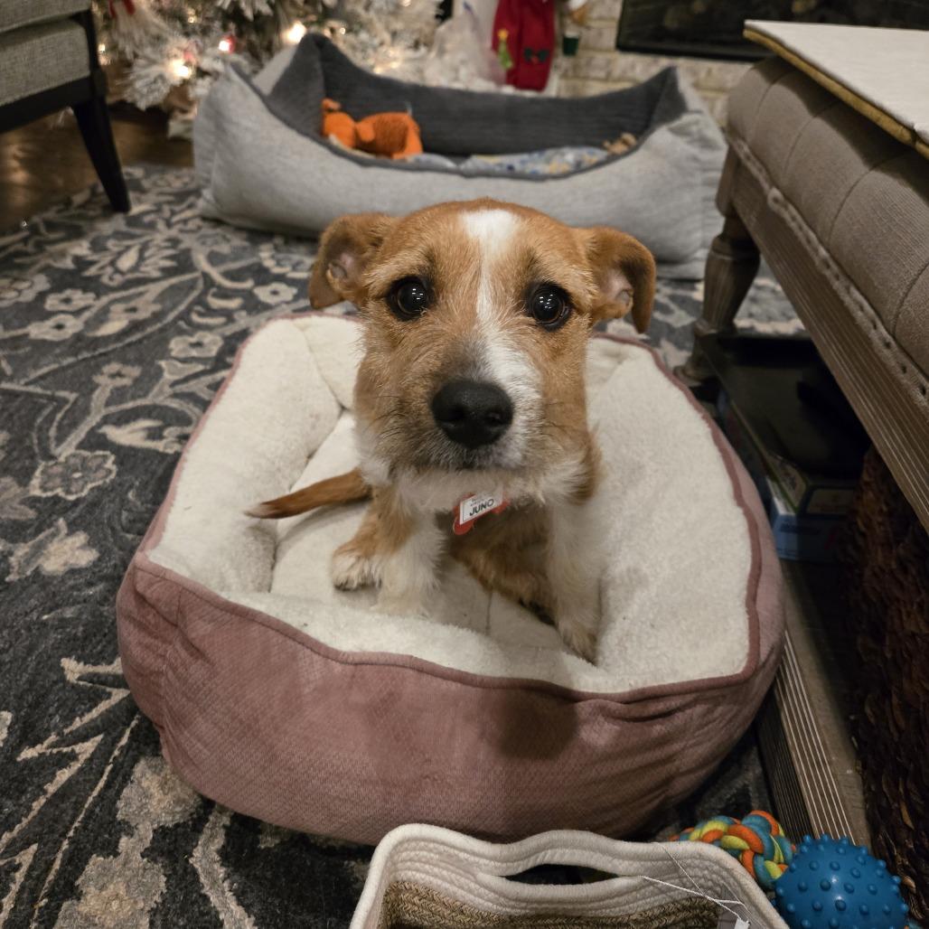 Enlarge Juno, a Adoptable mixed breed in Wake Forest, NC image 2/3