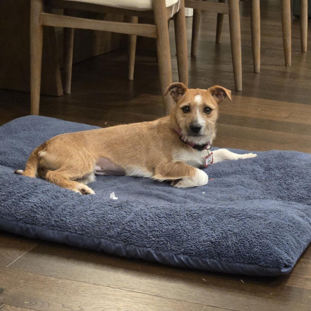 Enlarge Juno, a Adoptable mixed breed in Wake Forest, NC image 3/3