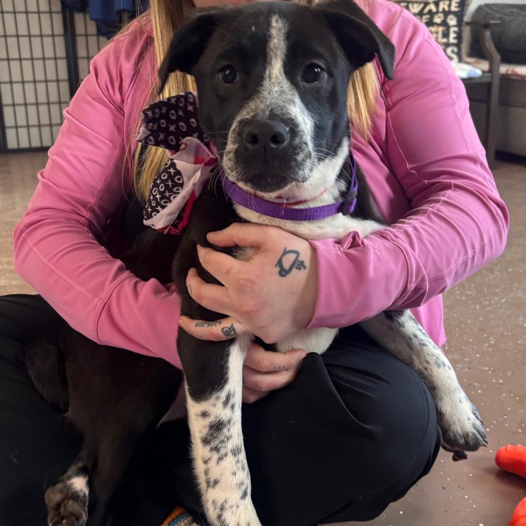 Enlarge Juliet, a Adoptable mixed breed in Belleville, IL image 1/2