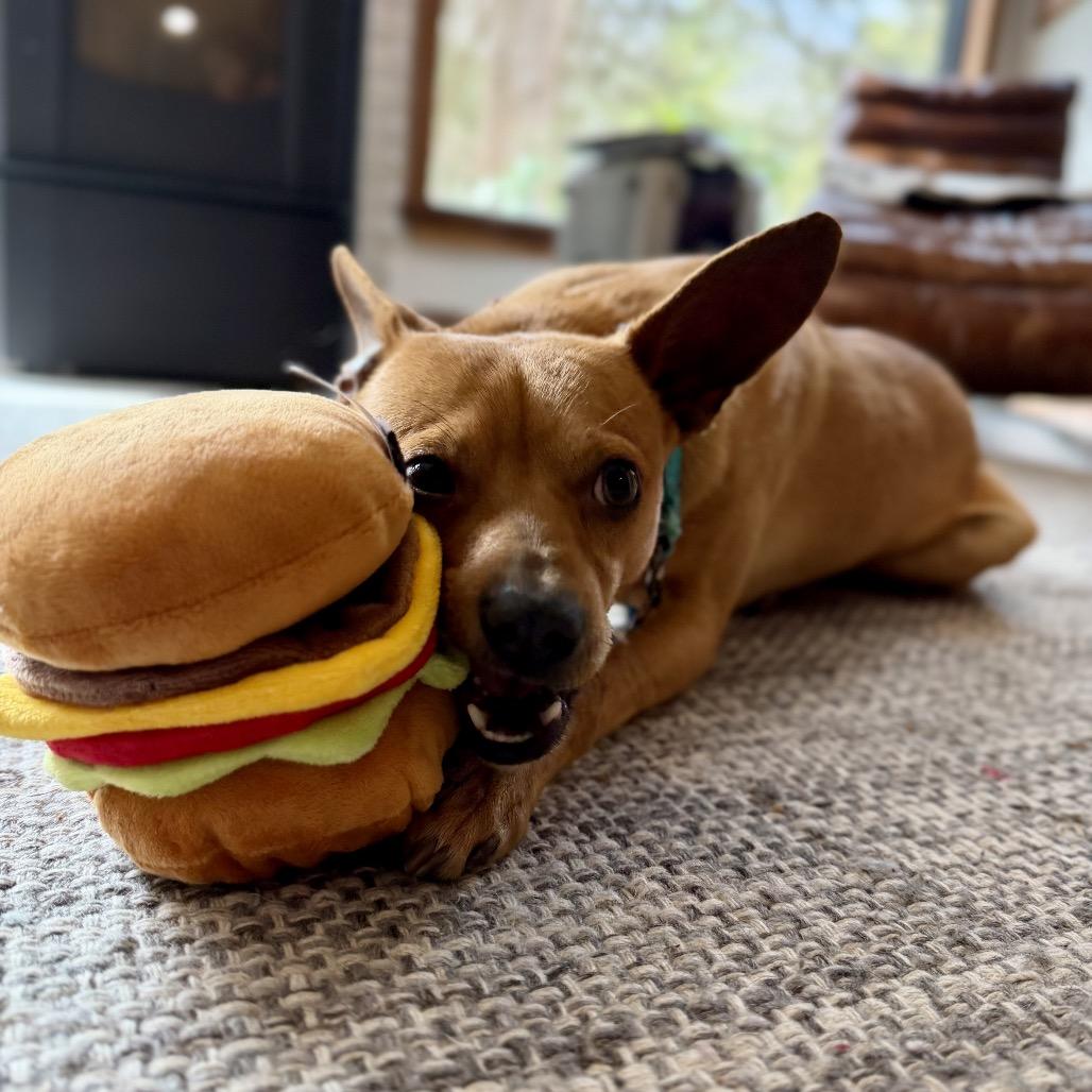 Enlarge Benji, a Adoptable mixed breed in Phoenix, MD image 1/4