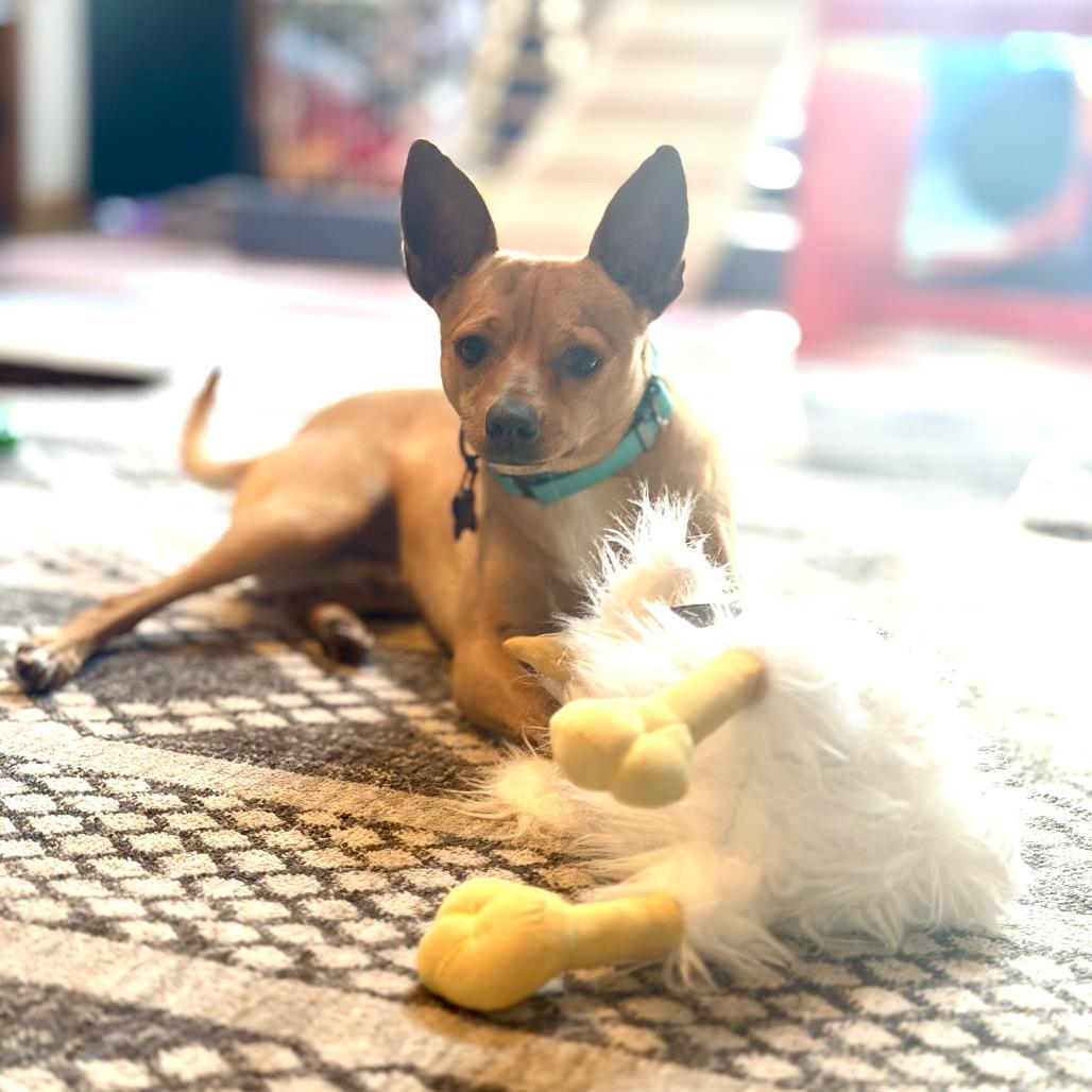 Enlarge Benji, a Adoptable mixed breed in Phoenix, MD image 2/4