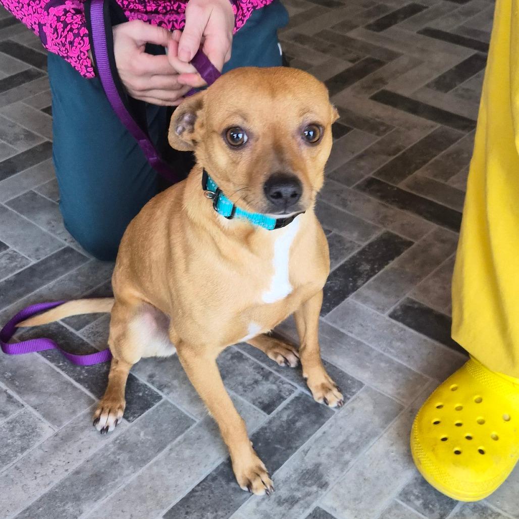 Enlarge Benji, a Adoptable mixed breed in Phoenix, MD image 3/4