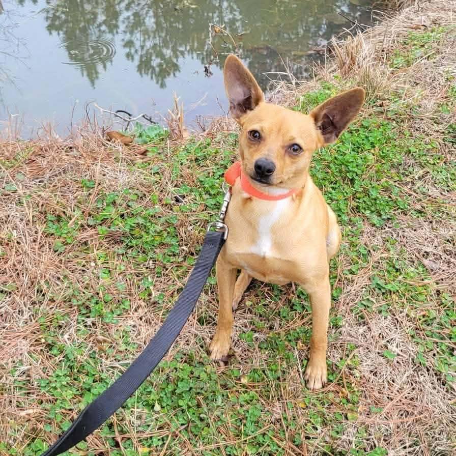 Enlarge Benji, a Adoptable mixed breed in Phoenix, MD image 4/4