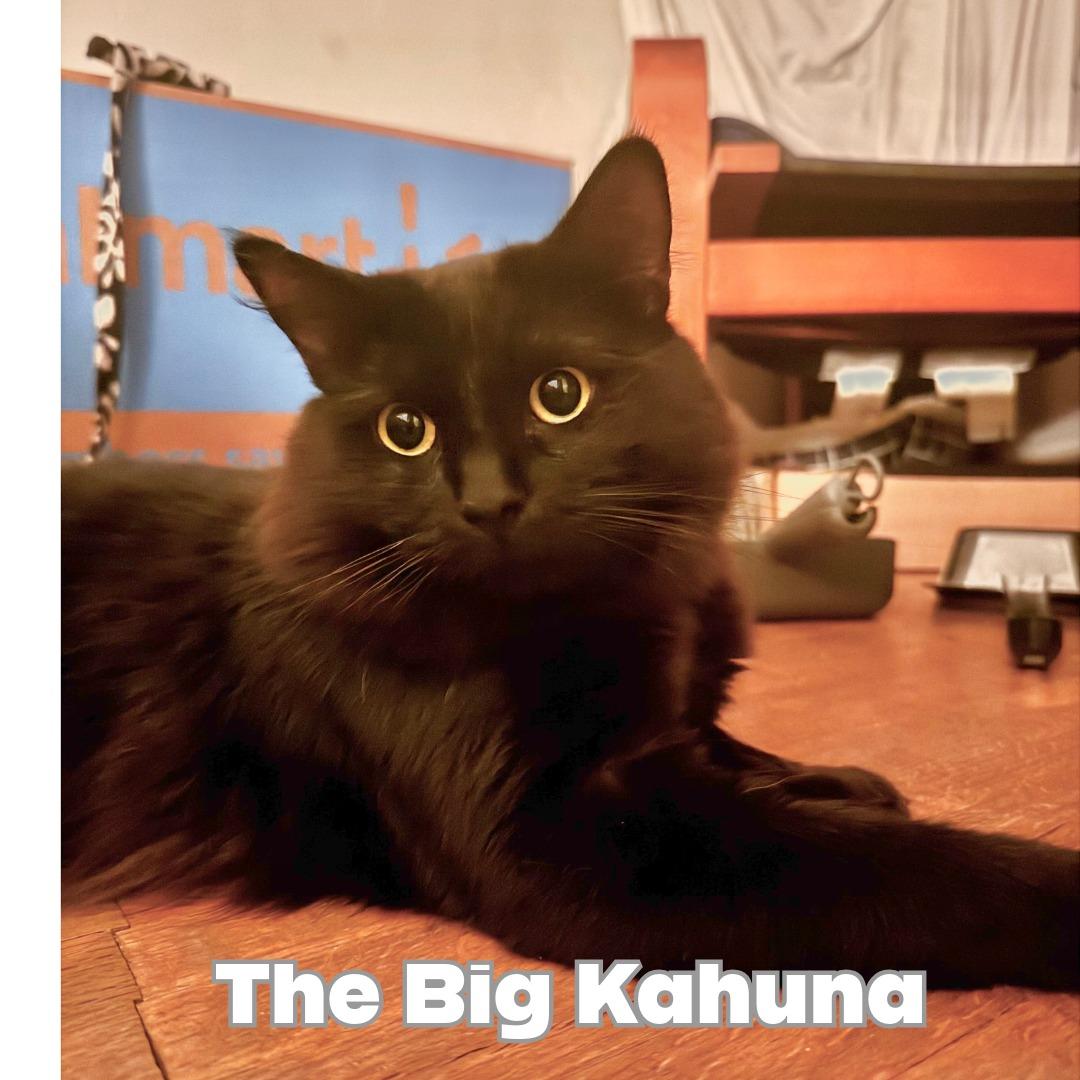 Enlarge The Big Kahuna, a ADOPTABLE Domestic Medium Hair in Victorville, CA image 4/4