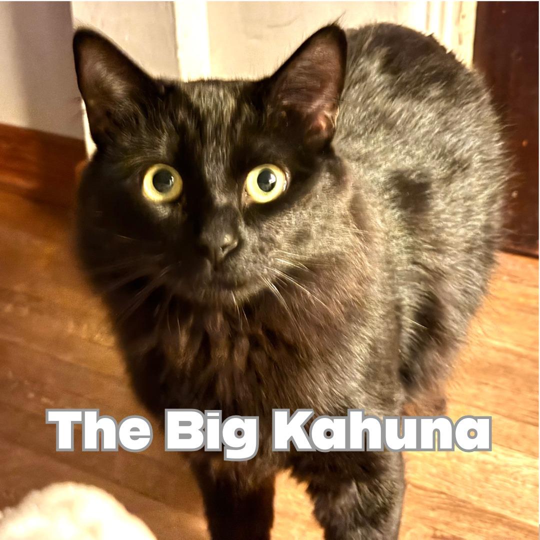 Enlarge The Big Kahuna, a ADOPTABLE Domestic Medium Hair in Victorville, CA image 3/4
