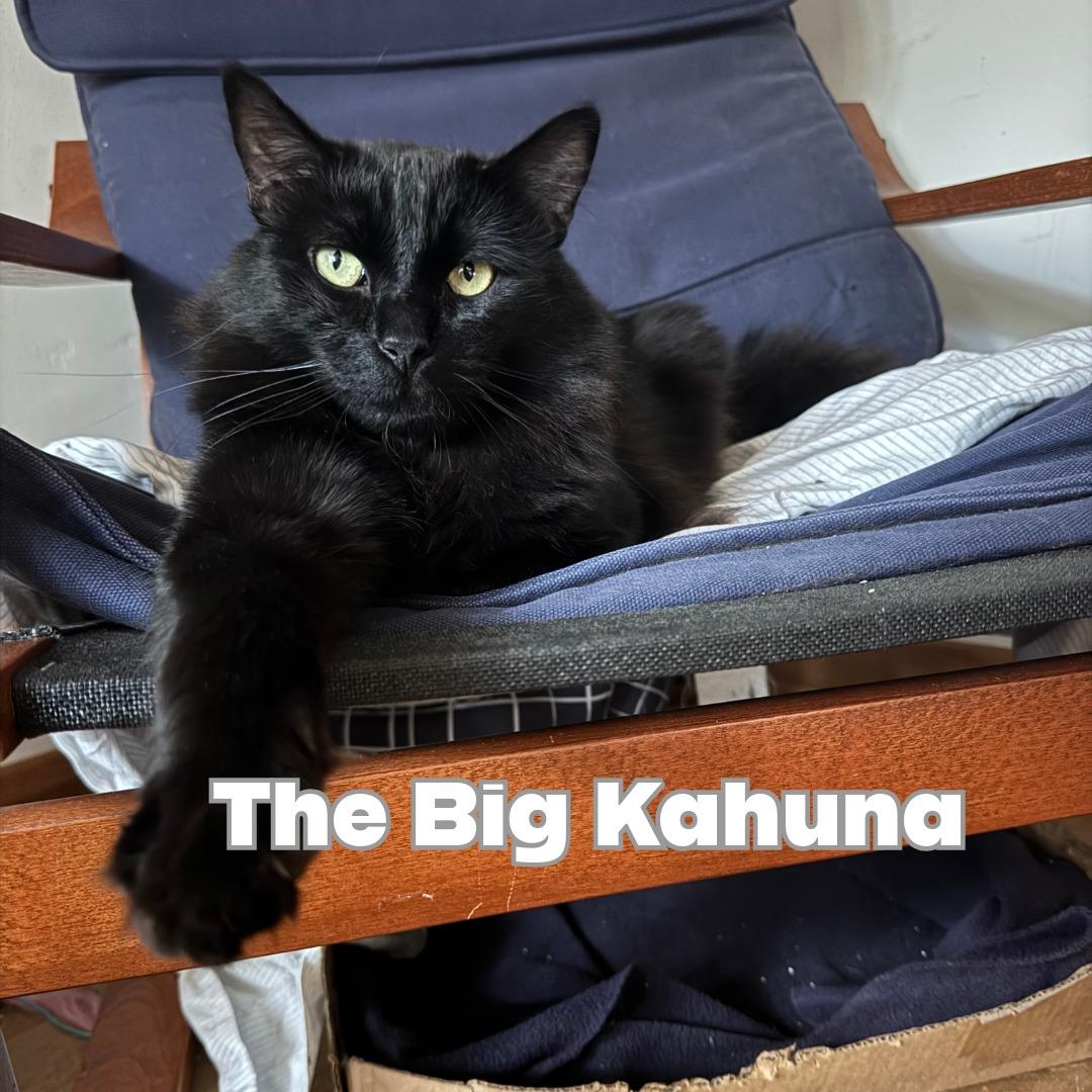 Enlarge The Big Kahuna, a ADOPTABLE Domestic Medium Hair in Victorville, CA image 2/4