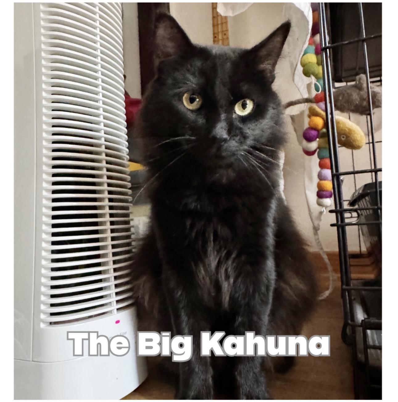 Enlarge The Big Kahuna, a ADOPTABLE Domestic Medium Hair in Victorville, CA image 1/4