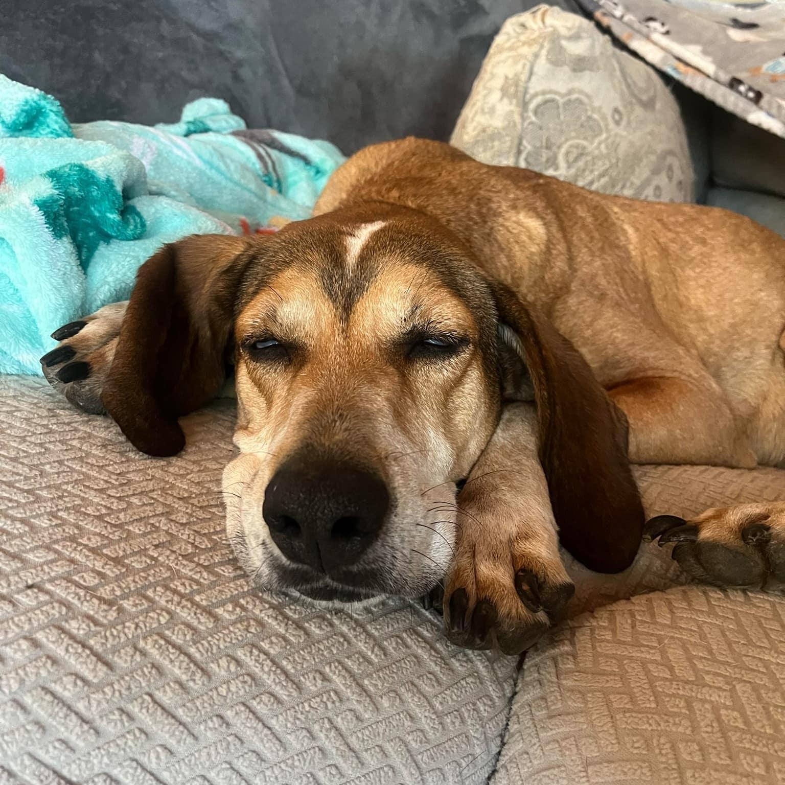 Greta, Adoptable, Senior Female Coonhound.