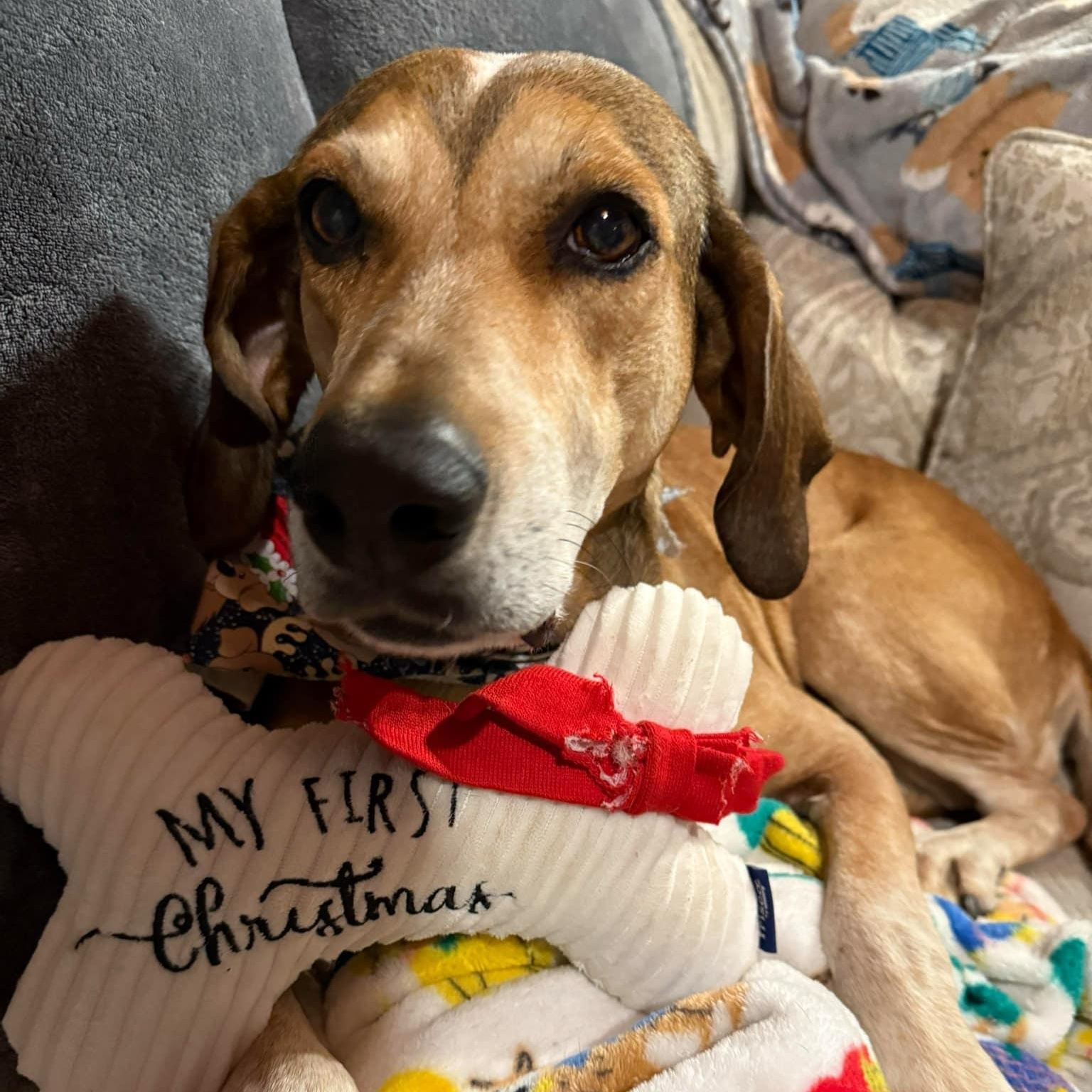 Greta, a Adoptable mixed breed in Spring Hill, TN image 3/5