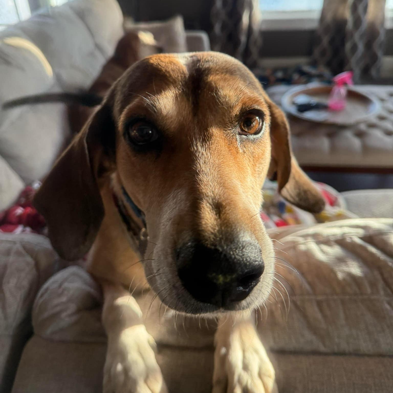 Greta 2