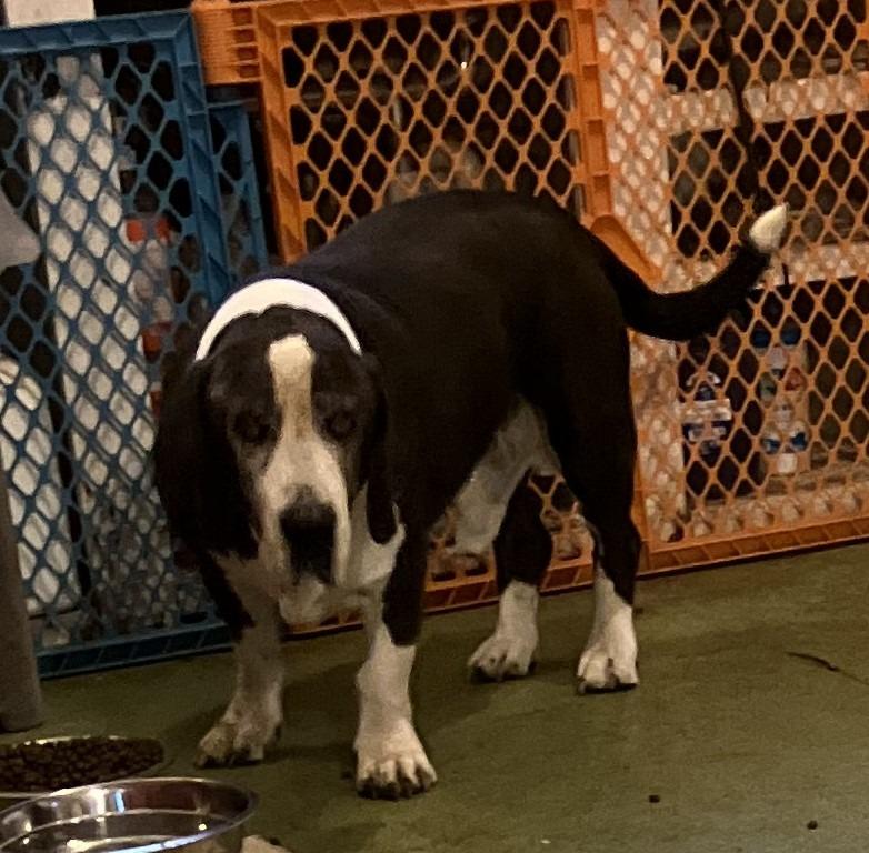 Jake aka Honey, Adoptable, Senior Male Basset Hound & Great Dane.