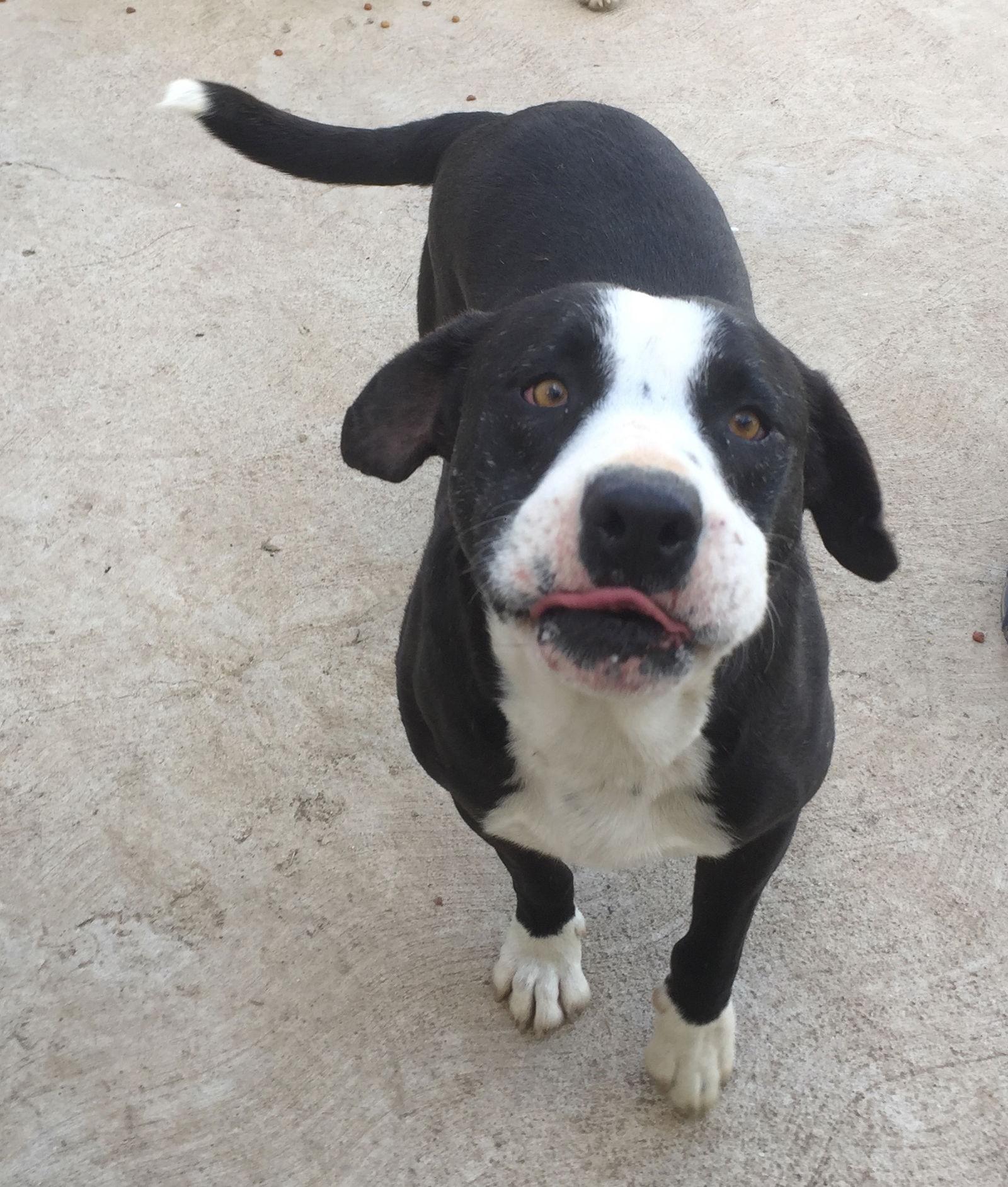 Hercules, Adoptable, Adult Male Border Collie & Pit Bull Terrier.