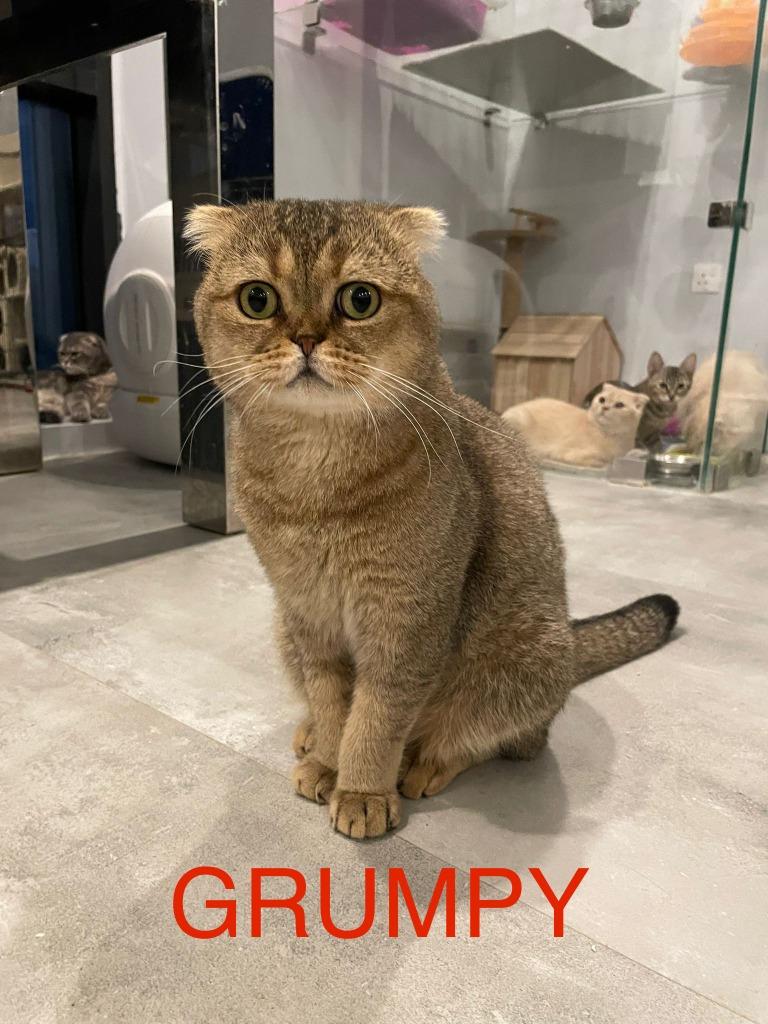 Enlarge Grumpy, a Adoptable Scottish Fold in San Jacinto, CA image 1/1