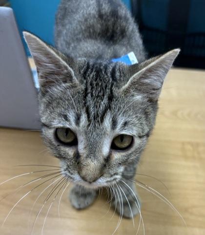 Enlarge Crescent, a Adoptable Domestic Short Hair in Plano, TX image 3/3