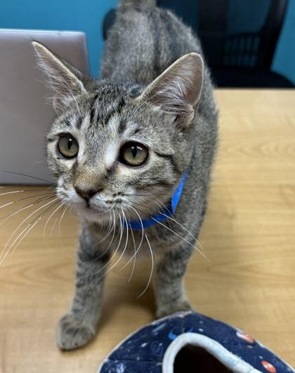 Enlarge Crescent, a Adoptable Domestic Short Hair in Plano, TX image 2/3