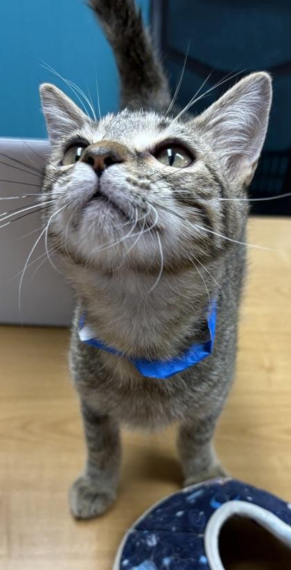 Enlarge Crescent, a Adoptable Domestic Short Hair in Plano, TX image 1/3