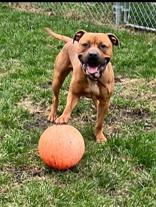 Lennox, Adoptable, Adult Male Pit Bull Terrier.