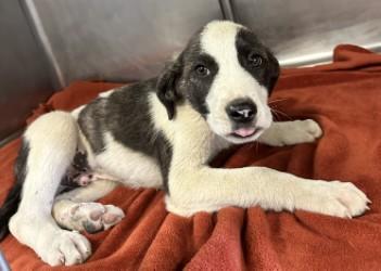 Enlarge Ceaser, a Adoptable mixed breed in Madera, CA image 1/3