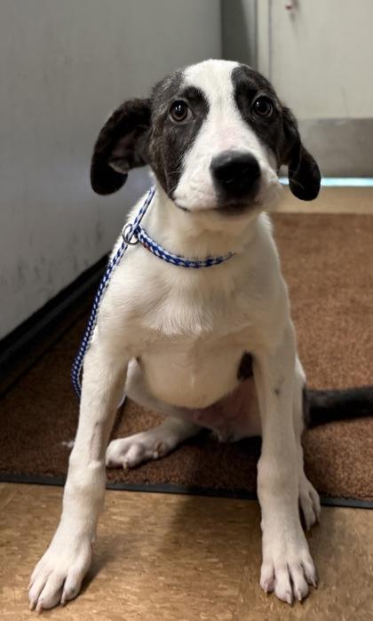 Enlarge Ceaser, a Adoptable mixed breed in Madera, CA image 2/3