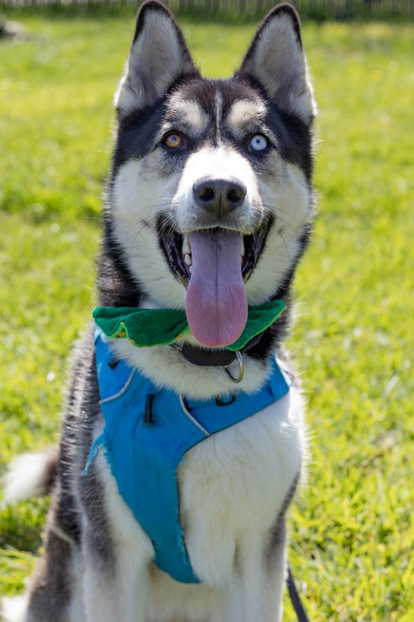 Olio, Adoptable, Adult Male Siberian Husky.
