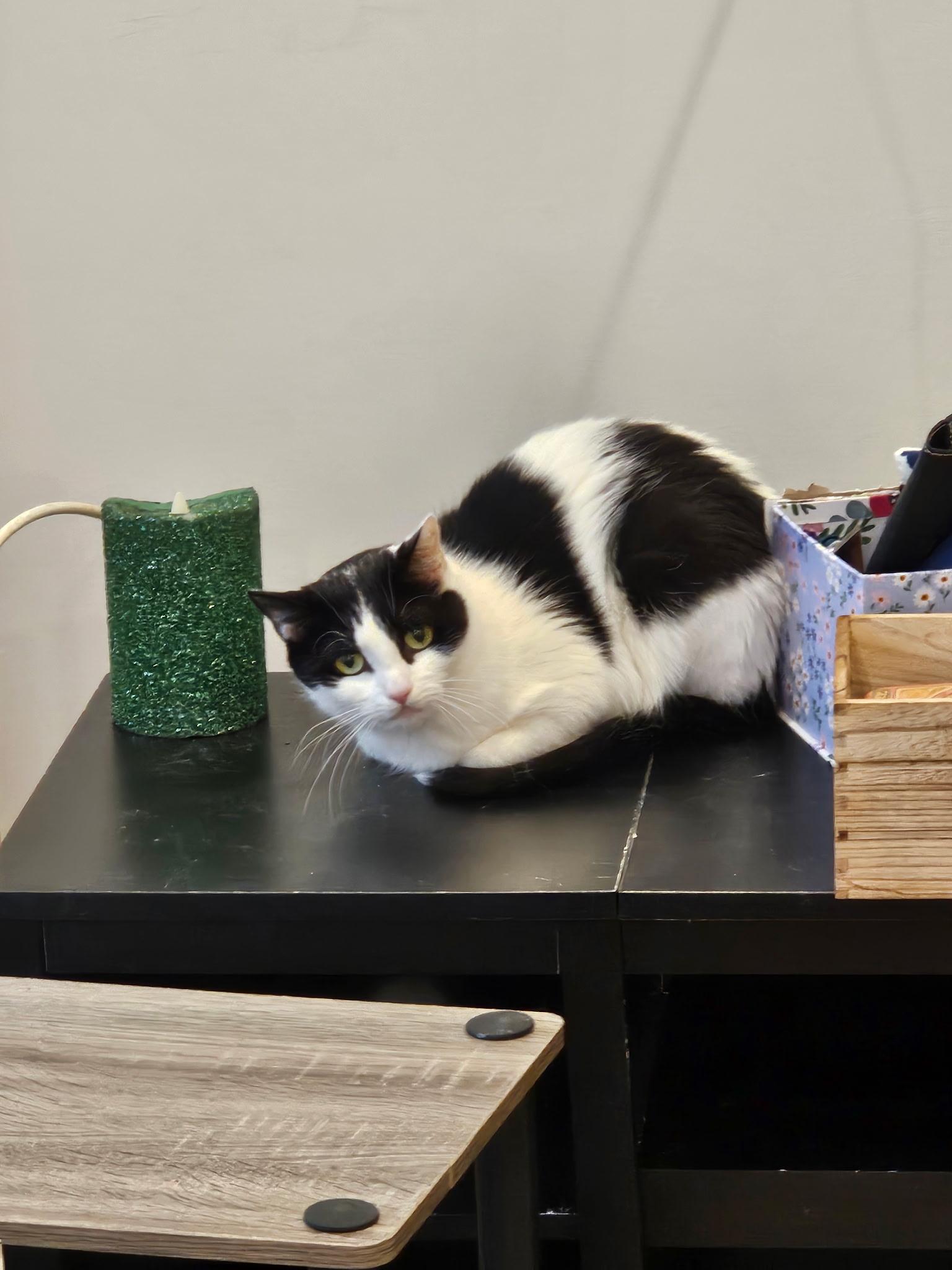 Enlarge LUNA, a Adoptable American Shorthair in Huntington, NY image 1/1