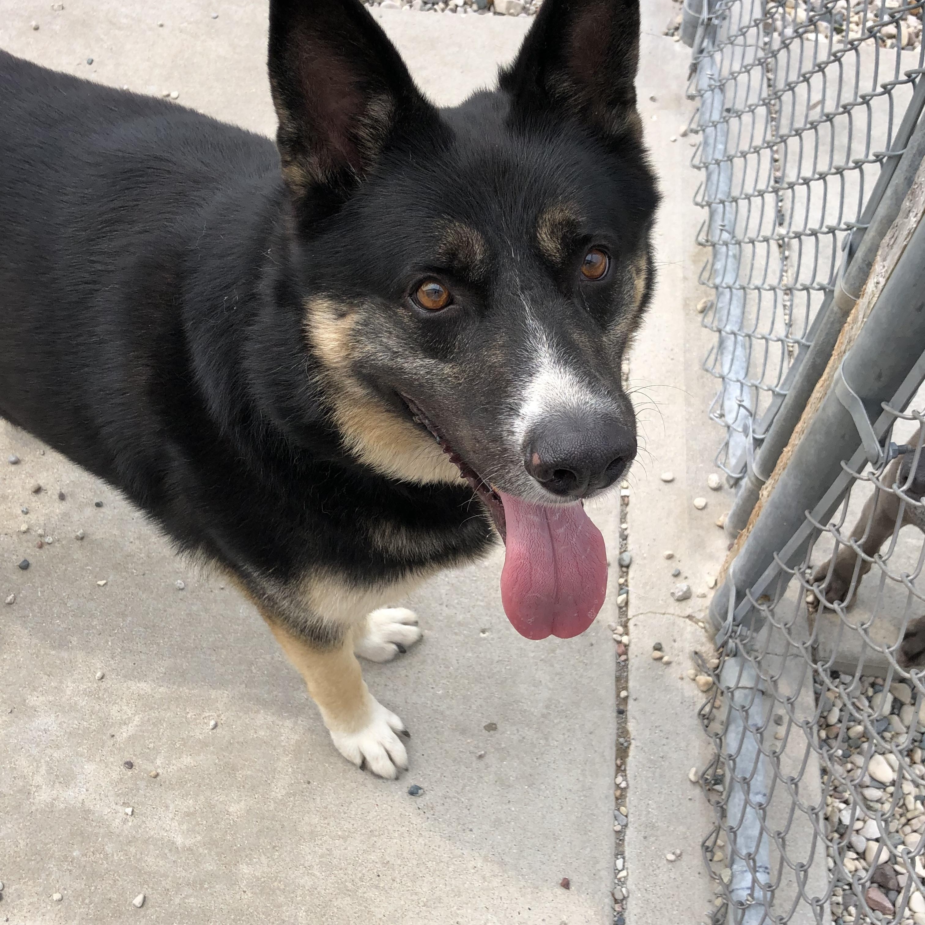 Enlarge Baker, a Adoptable mixed breed in St. Ignace, MI image 3/6