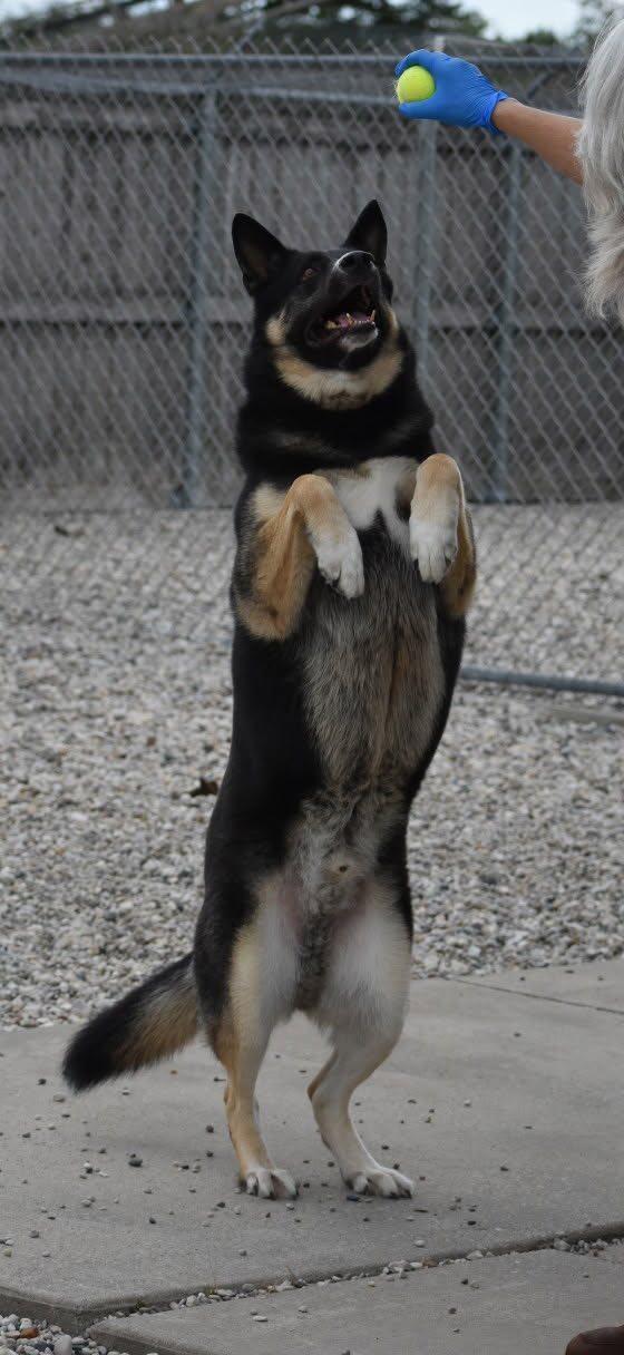 Enlarge Baker, a Adoptable mixed breed in St. Ignace, MI image 5/6