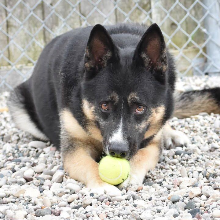 Enlarge Baker, a Adoptable mixed breed in St. Ignace, MI image 1/6