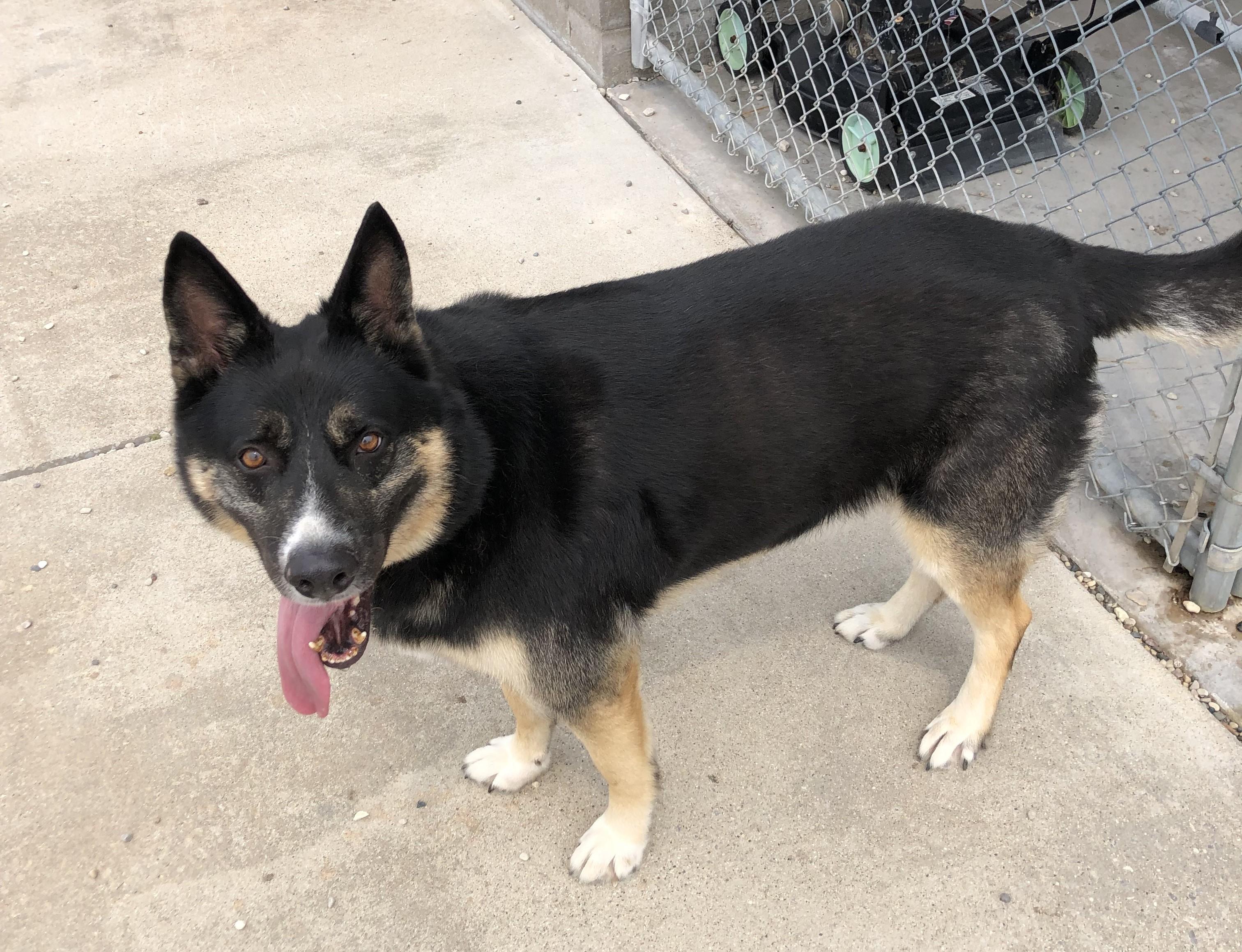 Enlarge Baker, a Adoptable mixed breed in St. Ignace, MI image 4/6