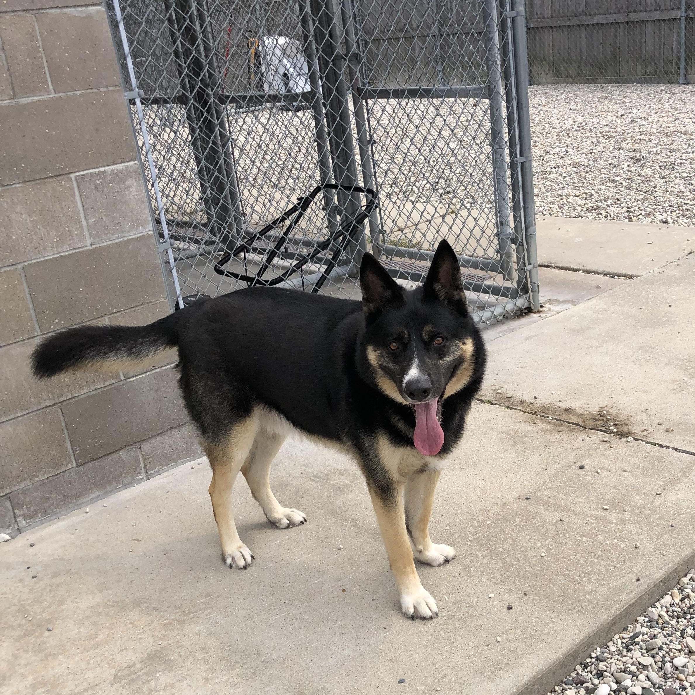 Enlarge Baker, a Adoptable mixed breed in St. Ignace, MI image 2/6