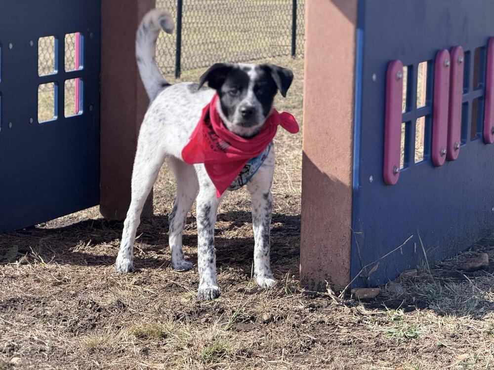 Enlarge Enzo, a Adoptable mixed breed in Lockhart, TX image 1/6