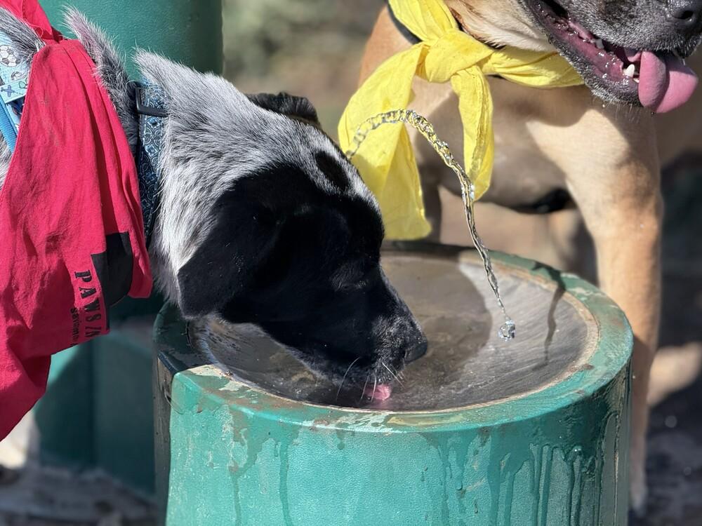Enlarge Enzo, a Adoptable mixed breed in Lockhart, TX image 3/6