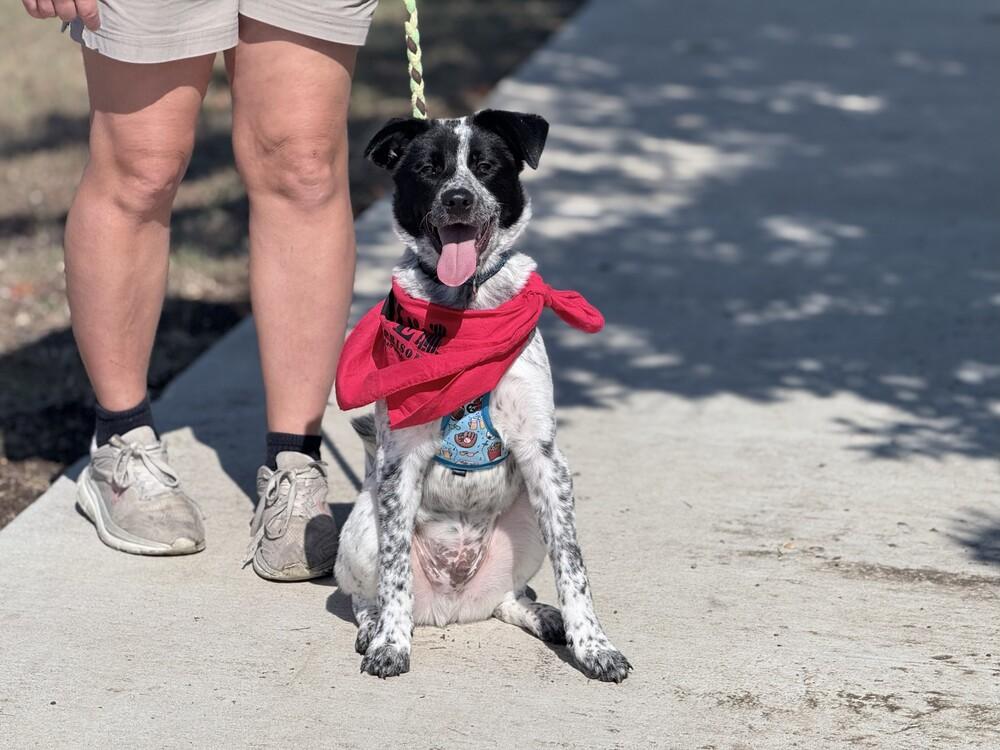 Enlarge Enzo, a Adoptable mixed breed in Lockhart, TX image 4/6