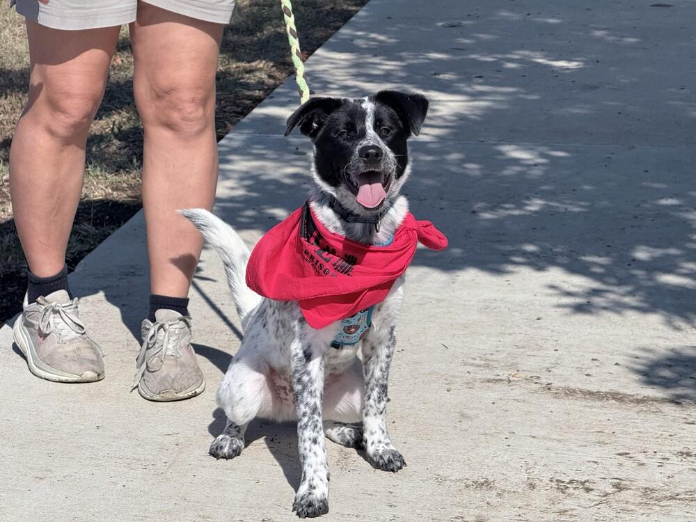 Enlarge Enzo, a Adoptable mixed breed in Lockhart, TX image 5/6