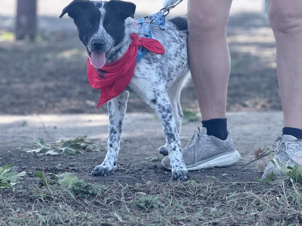Enlarge Enzo, a Adoptable mixed breed in Lockhart, TX image 6/6