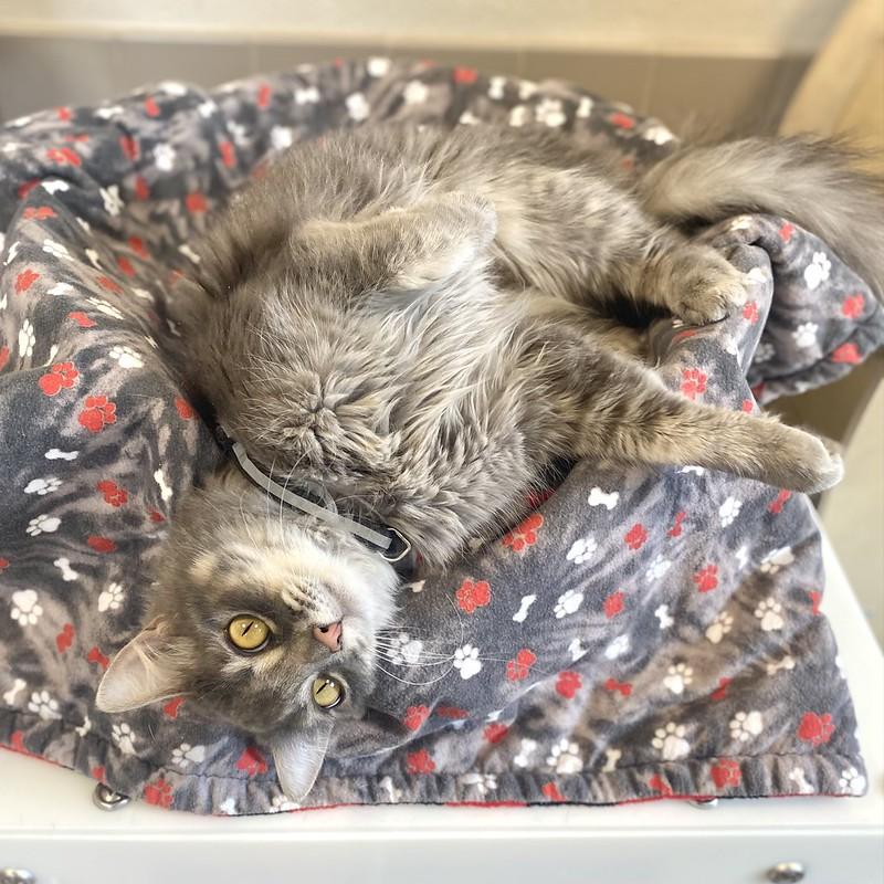 Enlarge Willow, an adopted Domestic Long Hair in Truckee, CA image 4/4