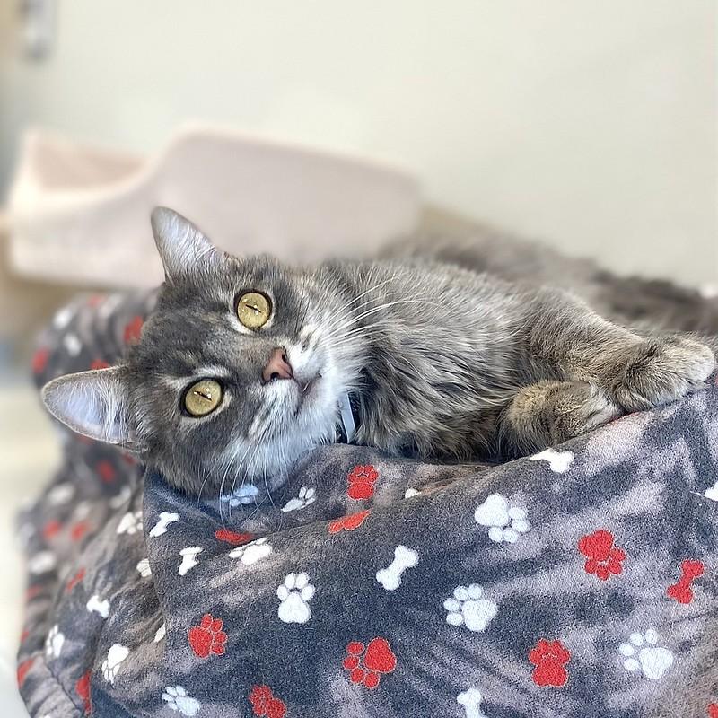 Enlarge Willow, an adopted Domestic Long Hair in Truckee, CA image 2/4