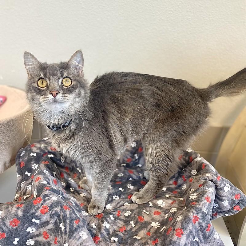Willow, adopted, Young Female Domestic Long Hair.