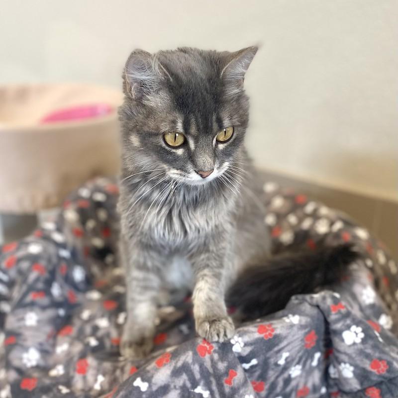 Enlarge Willow, an adopted Domestic Long Hair in Truckee, CA image 3/4