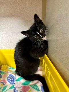 Enlarge Lavinia, a ADOPTABLE Domestic Short Hair in Winter Haven, FL image 4/4