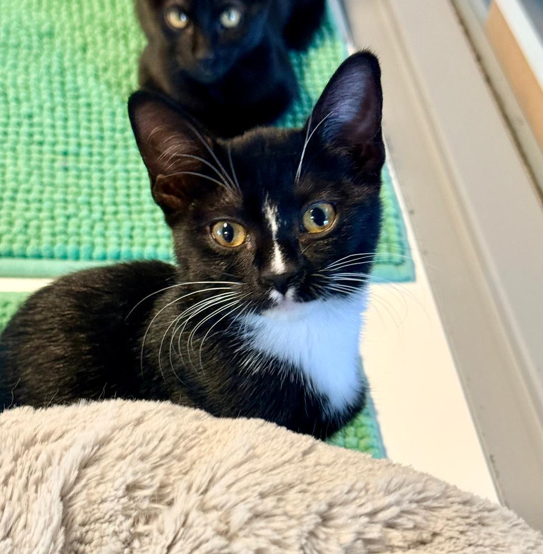 Lavinia, ADOPTABLE, Kitten Female Domestic Short Hair.