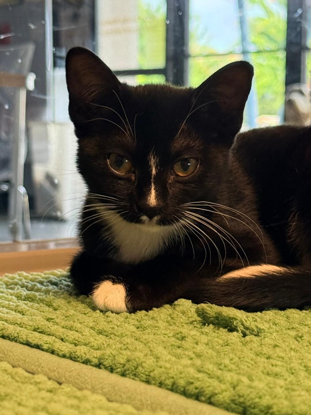 Enlarge Lavinia, a ADOPTABLE Domestic Short Hair in Winter Haven, FL image 3/4