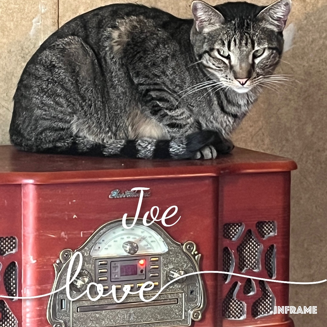 Enlarge Joe, a Adoptable Tabby in Apache, OK image 1/2