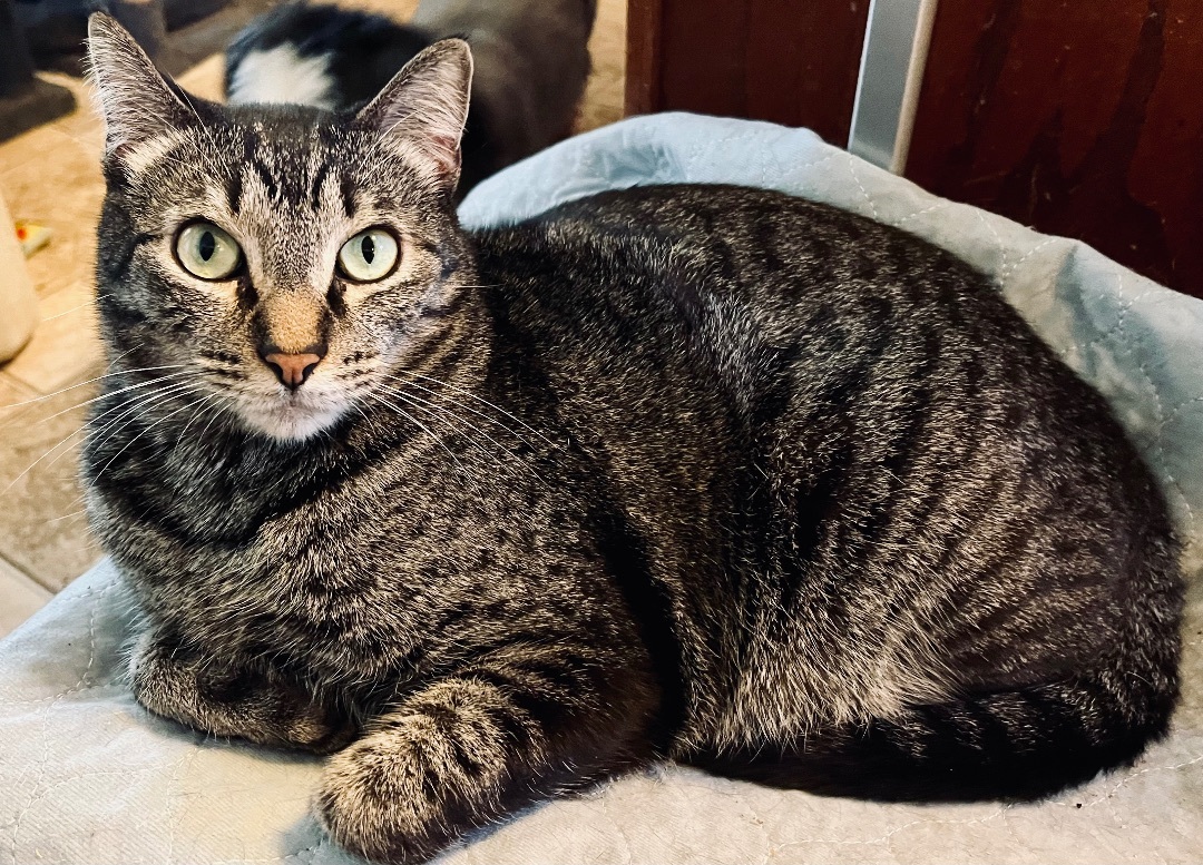 Enlarge Joe, a Adoptable Tabby in Apache, OK image 2/2