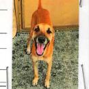 Kevin, Adoptable, Adult Male Mixed Breed.