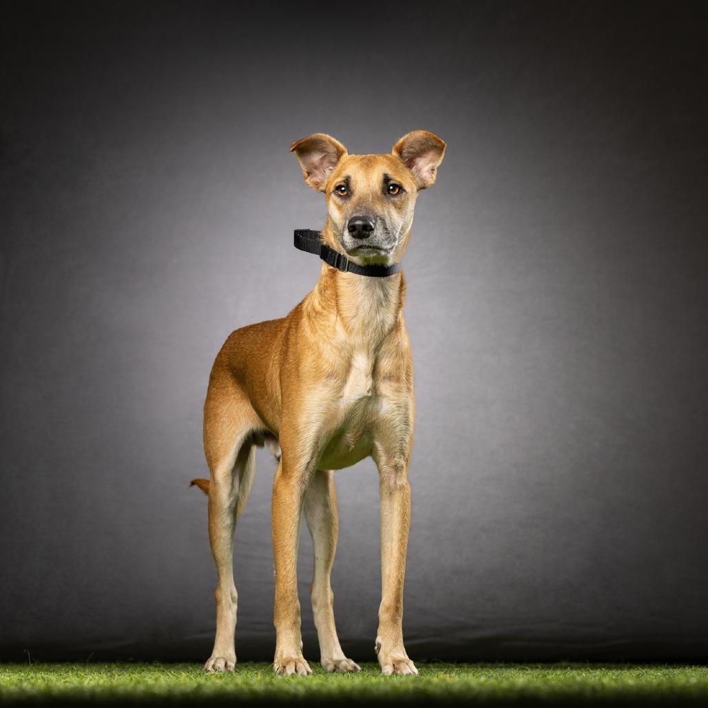Enlarge Kevin, a Adoptable Mixed Breed in Jupiter, FL image 2/6