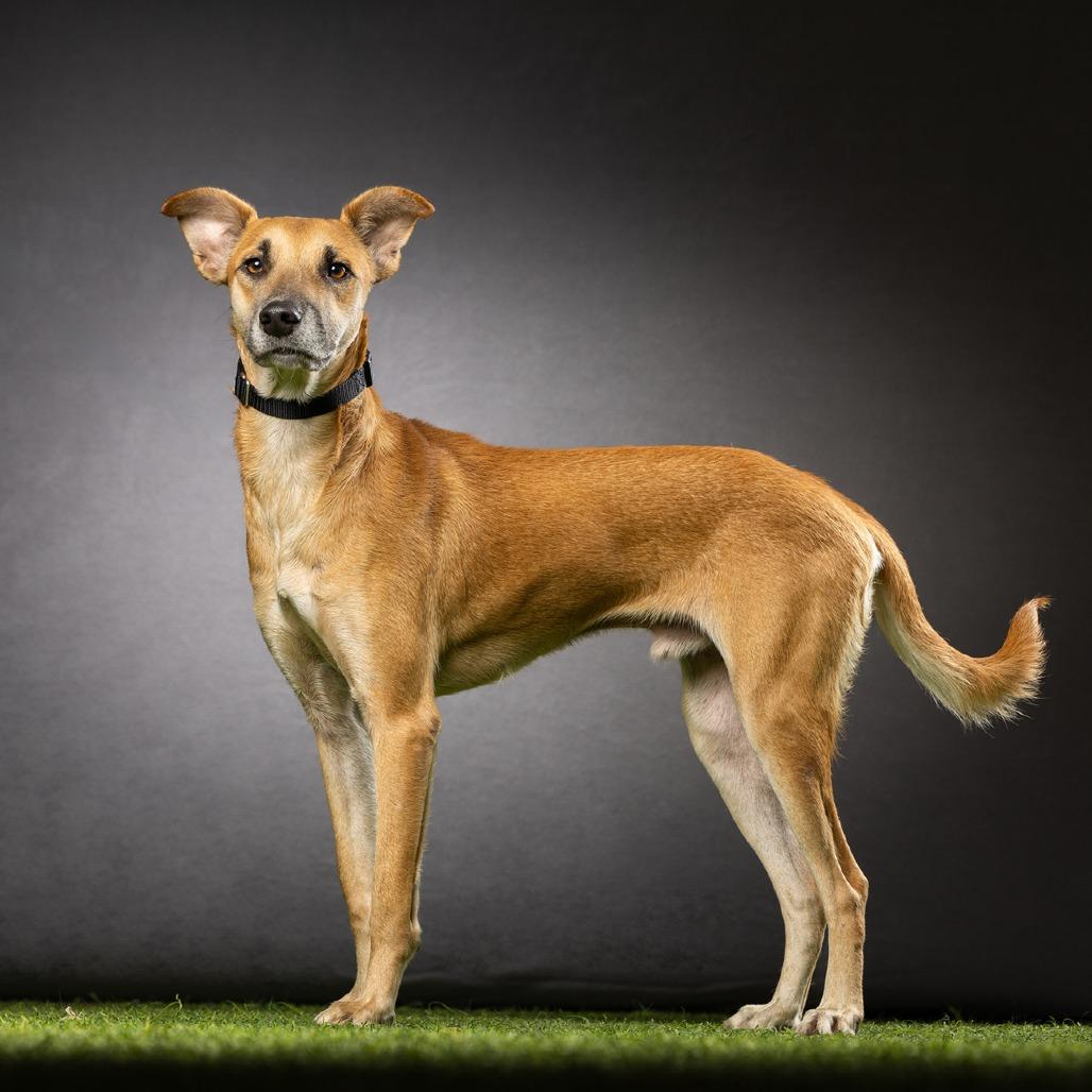 Enlarge Kevin, a Adoptable Mixed Breed in Jupiter, FL image 3/6